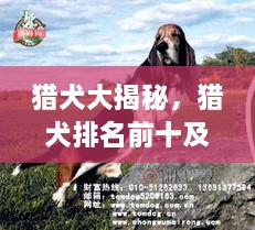 獵犬大揭秘，獵犬排名前十及詳細(xì)圖片介紹