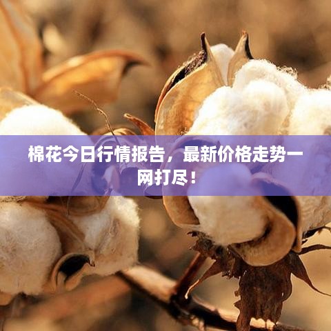 棉花今日行情報(bào)告，最新價(jià)格走勢一網(wǎng)打盡！