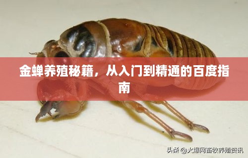 金蟬養(yǎng)殖秘籍，從入門到精通的百度指南