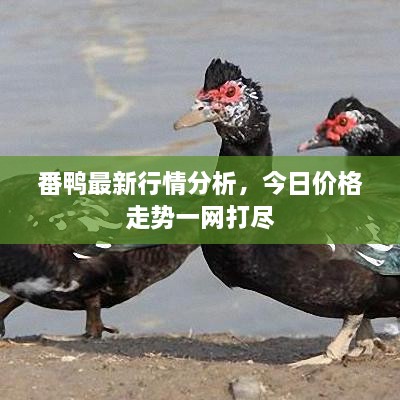 番鴨最新行情分析，今日價格走勢一網(wǎng)打盡