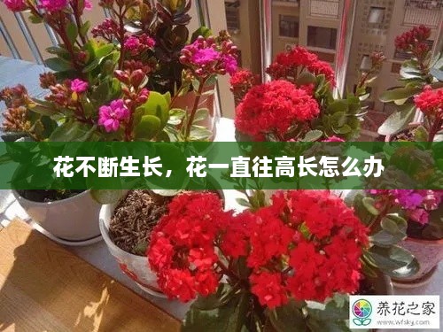 花不斷生長(zhǎng)，花一直往高長(zhǎng)怎么辦 