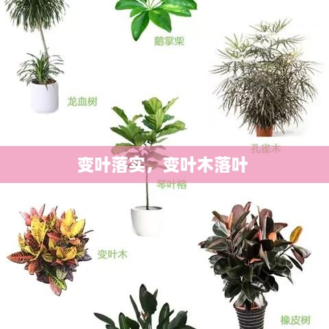 變?nèi)~落實(shí)，變?nèi)~木落葉 