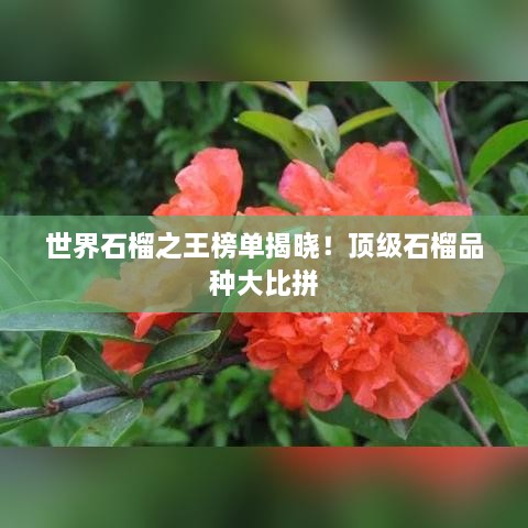世界石榴之王榜單揭曉！頂級(jí)石榴品種大比拼